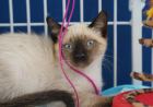 ATIBAIA: DEFESA ANIMAL PROMOVE 16ª FEIRINHA DE ADOÇÃO 2026 NO PRÓXIMO DIA 12