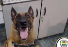 Cão da Guarda Civil Municipal Ajuda Polícia Civil a Apreender Drogas em Bragança Paulista