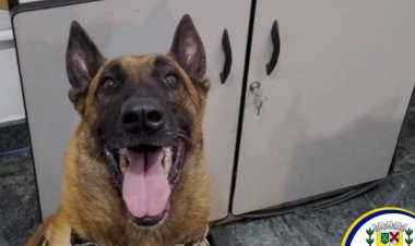 Cão da Guarda Civil Municipal Ajuda Polícia Civil a Apreender Drogas em Bragança Paulista