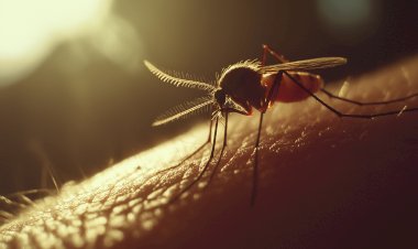 Bragança Paulista Registra Quarta Morte por Febre Amarela