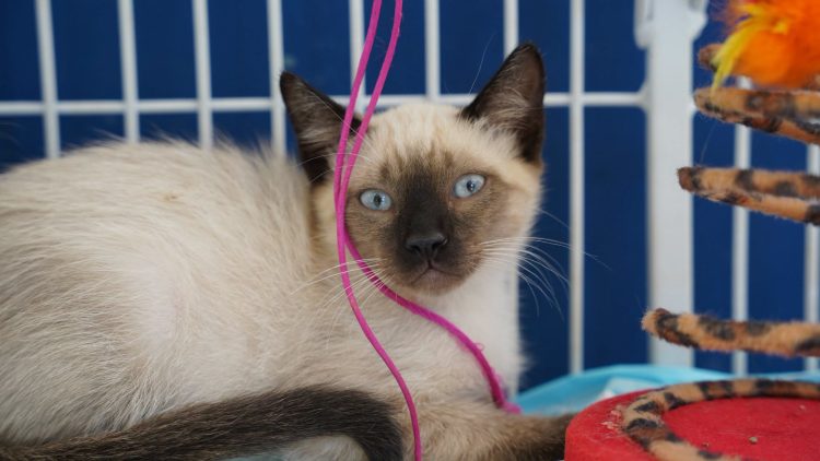 ATIBAIA: DEFESA ANIMAL PROMOVE 16ª FEIRINHA DE ADOÇÃO 2026 NO PRÓXIMO DIA 12