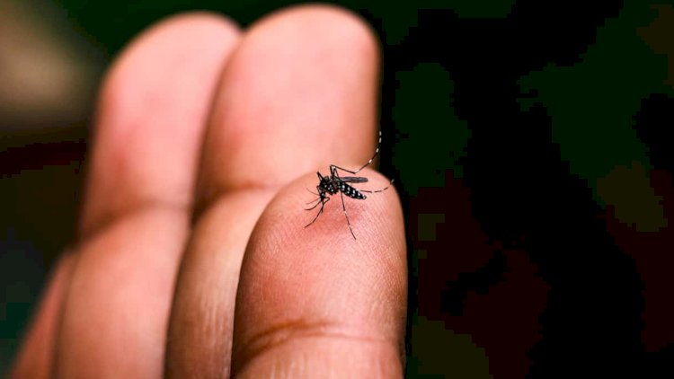 Combate à Dengue: Atibaia em Situação de Alarme