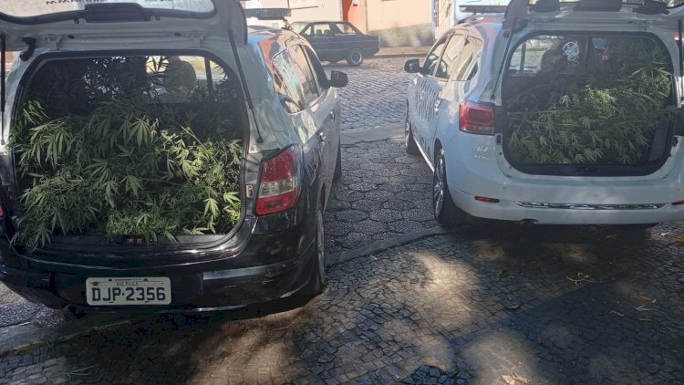 Operação Conjunta Apreende Pés de Maconha em Joanópolis