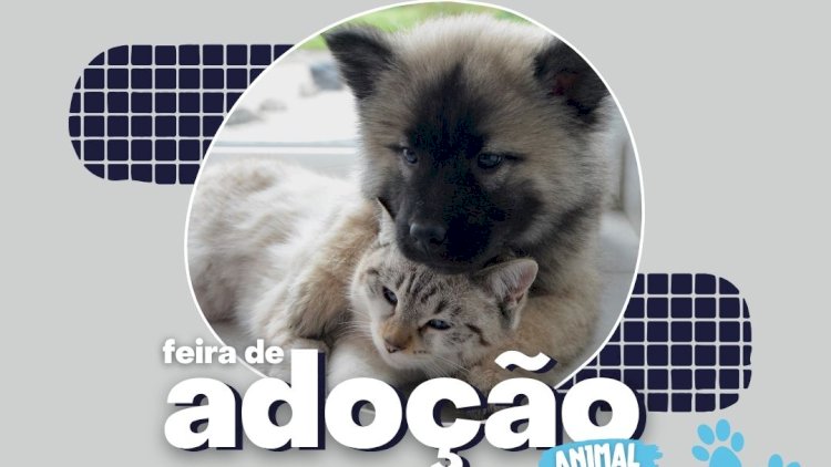Feira de adoção: cães e gatos resgatados esperam por um lar amoroso