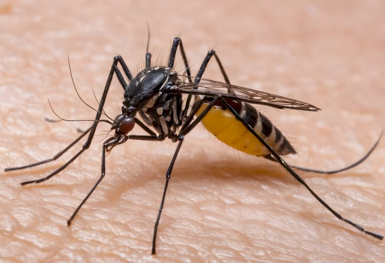 Dois Casos de Febre Amarela Confirmados em Joanópolis: Estado de Alerta